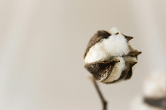 The Different Types of Cotton: Where They Grow and Why They Matter