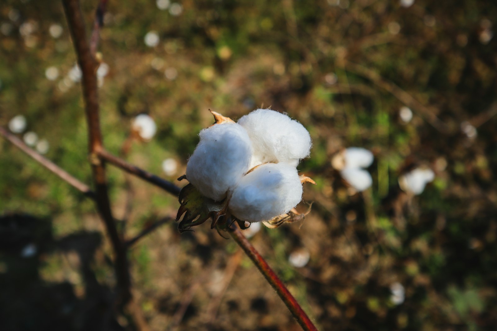 Close-up macro photograph of a cotton plant with soft white fibers